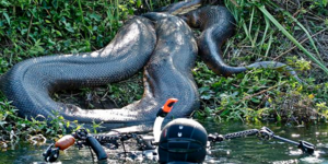 To μεγαλύτερο ανακόντα του κόσμου φωτογράφησε Ελβετός δύτης [εικόνες + βίντεο]