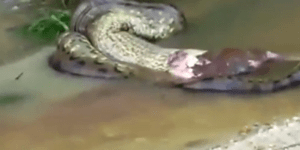 Η αγελάδα έπεσε βαριά στο Ανακόντα [βίντεο]