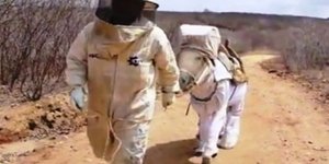 Γαϊδαρος έγινε βοηθός μελισσοκόμου με ιδιαίτερη επιτυχία [εικόνες]