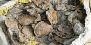 Μαζικός τάφος χελώνων της Ιουρασικής περιόδου βρέθηκε σε επαρχία της Κίνας