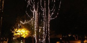 Στο πάρκο Ριζάρη το ψηλότερο χριστουγεννιάτικο δένδρο της Αθήνας - Φωτίστηκε μέ