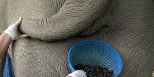 O πιο ακριβός καφές του κόσμου παράγεται από... κοπριά ελέφαντα [εικόνες]