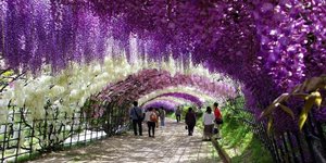 Άνοιξη στην καρδιά του χειμώνα - Οι μαγευτικοί κήποι της Ιαπωνίας [εικόνες]