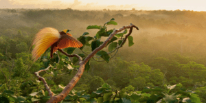 Τα παραδείσια πτηνά είναι πραγματικά - Βρέθηκε το μαγευτικό νησί τους [εικονες]