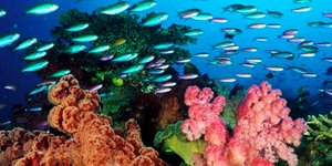Εκτός κινδύνου οι κοραλλιογενείς ύφαλοι σύμφωνα με νέα έρευνα