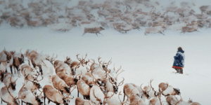 Οδηγώντας το έλκηθρο του Άη Βασίλη - Οι αληθινοί τάρανδοι του χιονιού [εικόνες]