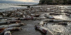 Χιλιάδες νεκρά γιγάντια καλαμάρια ξεβράστηκαν στις ακτές της Καλιφόρνια [εικόνες