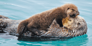 Εκδηλώσεις τρυφερότητας στη φύση - Τα ζώα δίνουν το καλό παράδειγμα [εικόνες]