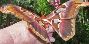 Η μεγαλύτερη πεταλούδα του κόσμου με το κεφάλι φιδιού [εικόνες + βίντεο]