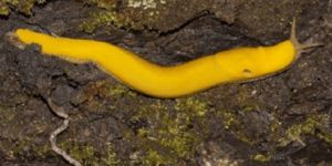 Μία ζωντανή μπανανόφλουδα στις ζούγκλες της Βόρειας Αμερικής [εικόνες]