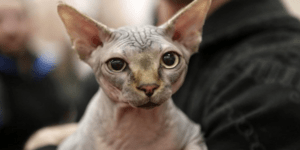 Σπάνιες ράτσες στην 21η Διεθνής Έκθεση Γάτας στο Tae Kwon Do Φαλήρου [εικόνες]