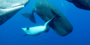 Παραμορφωμένο μωρό δελφίνι υιοθετείται από οικογένεια φαλαινών [εικόνες]