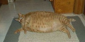 Απίστευτες εικόνες με γάτες που δεν μπορούν να κουνηθούν από το πάχος [εικόνες]