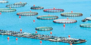 Eταιρεία χρησιμοποίησε 77 τόνους φορμόλης σε ιχθυοκαλλιέργειες τουΠόρου