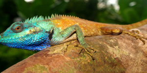 Εντυπωσιακή πολύχρωμη σαύρα ανακαλύφθηκε στο Βιετναμ [εικόνες]