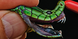 Δηλητήριο που σώζει ζωές - Θανατηφόρα φίδια με θαυματουργά δόντια [εικόνες]