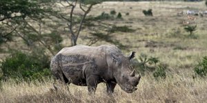 Ο ρινόκερος βγήκε φωτογραφία μετά σκόρπισε τον τρόμο [εικόνα]