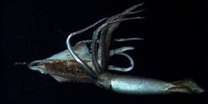 Γιγάντιο καλαμάρι φωτογραφήθηκε στα βάθη του Ειρηνικού [εικόνες]