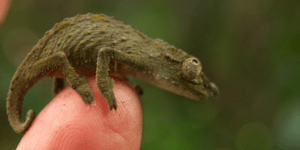 Πυγμαίος χαμαιλέοντας εντοπίστηκε από ερευνητές του Χαρβαρντ [εικόνες]