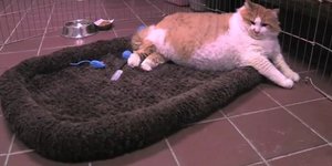 Αυτός είναι ο πιο χοντρός γάτος του κόσμου [βίντεο]