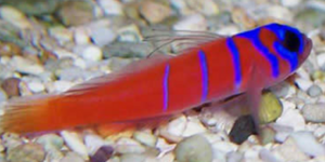 Αμφίφυλο ψάρι αλλάζει φύλο ανάλογα με την ιεραρχία του στο κοπάδι [εικόνες]