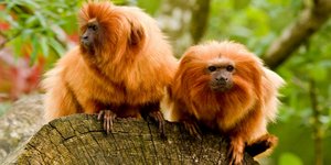 Ο σπάνιος χρυσός πίθηκος του Ατλαντικού μοιάζει με... λιοντάρι [εικόνες]