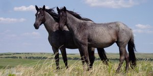 Τι υποχρεώνονται να κάνουν τα άλογα στη Ρουμανία πριν γίνουν μπιφτέκια [βίντεο]