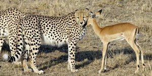 Λεοπαρδάλεις κάνουν χάδια σε αντιλόπη.... και μετά την τρώνε [εικόνες]