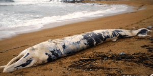 Πτεροφάλαινα ξεβράστηκε στις ακτές της Κυπαρισσίας [εικόνα]