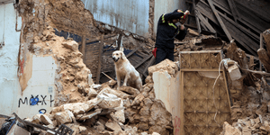 Αυτός είναι ο εντυπωσιακός σκύλος διασώστης της ΕΜΑΚ [εικόνες]