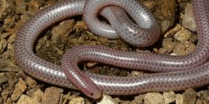 Το μικρότερο φίδι στον κόσμο είναι τυφλό και έχει μέγεθος σκουληκιού [εικόνες]