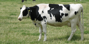 Μαθήτριες κατασκεύασαν αποσμητικό χώρου από κόπρανα αγελάδων [εικόνα]