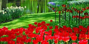 Όλη η ομορφιά της Άνοιξης συγκεντρωμένη στον εθνικό κήπο της Ολλανδίας [εικόνες]