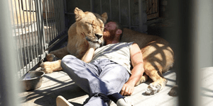 Ατρόμητος Ουκρανός ζει στο ίδιο κλουβί με τα λιοντάρια [εικόνες&βίντεο]