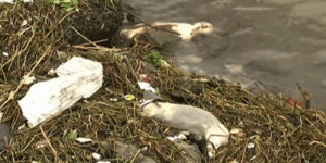 Τουλάχιστον 1.200 νεκρά γουρούνια βρέθηκαν σε ποταμό της Σαγκάης [βίντεο]