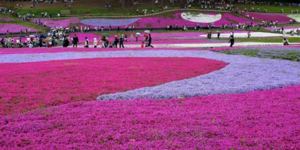 Το ανθισμένο ροζ πάρκο Χιτσουτζιγιάμα φέρνει την Άνοιξη στην Ιαπωνία [εικόνες]