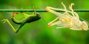 Ακρίδα αλλάζει δέρμα μπροστά στο φακό Ινδού φωτογράφου [εικόνες]