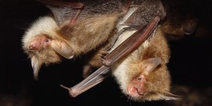 Απίστευτο: Στοματικό έρωτα κάνουν και οι νυχτερίδες [βίντεο]