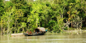 Φύτεψε μόνος του ολόκληρο δάσος σε αμμώδη περιοχή της Ινδίας [εικόνες]