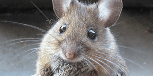 Ενα χαμστεράκι που τα κάνει όλα ανάποδα αλλά τουλάχιστον προσπαθεί [βίντεο]