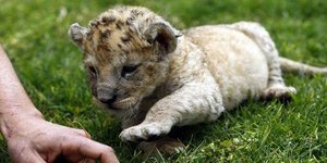 Γεννητούρια στο Αττικό Ζωολογικό Πάρκο: Αυτά είναι τα νέα μέλη του [εικόνες]