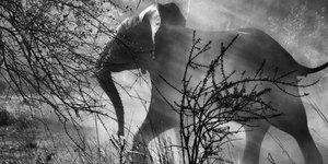 Το ασπρόμαυρο μεγαλείο της φύσης [εικόνες]