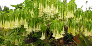 Αυτό είναι το πιο δηλητηριώδες φυτό στον κόσμο [εικόνες]