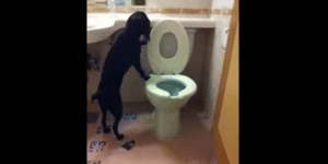 Ο σκύλος που χρησιμοποιεί αριστοτεχνικά την τουαλέτα [βίντεο]