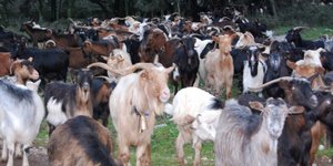 Αλβανός μπήκε σε μαντρί για να κλέψει αρνιά και να κάνει... Πάσχα 