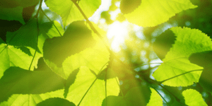 Οικολογική και οικονομική ηλεκτρική ενέργεια από... τα φυτά [εικόνες]