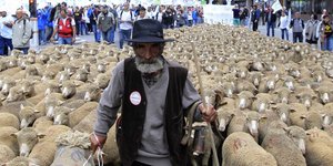 Βγήκαν για... βοσκή στους δρόμους του Παρισιού – Διαδήλωση με πρόβατα και αγελάδ