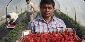 Απίστευτο: Ούτε δέκα Ελληνες δεν πήγαν να μαζέψουν φράουλες στη Νέα Μανωλάδα