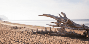 Γιγάντιο κρανίο δράκου σε παραλία της Νότιας Αγγλίας [εικόνες + βίντεο]