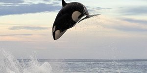 Το κυνήγι μιας φάλαινας και ενός δελφινιού στο μέσο του ωκεανού – Εκπληκτικές φω